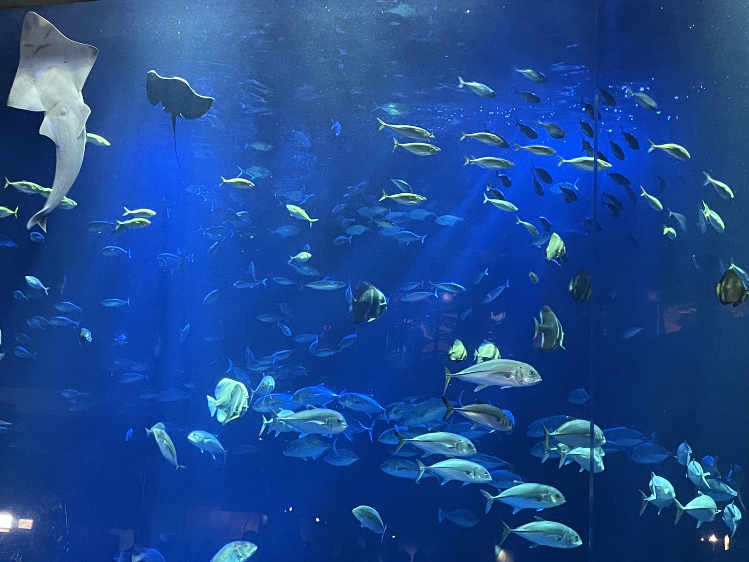 妊娠32週香川旅│四国水族館に行ってきた！